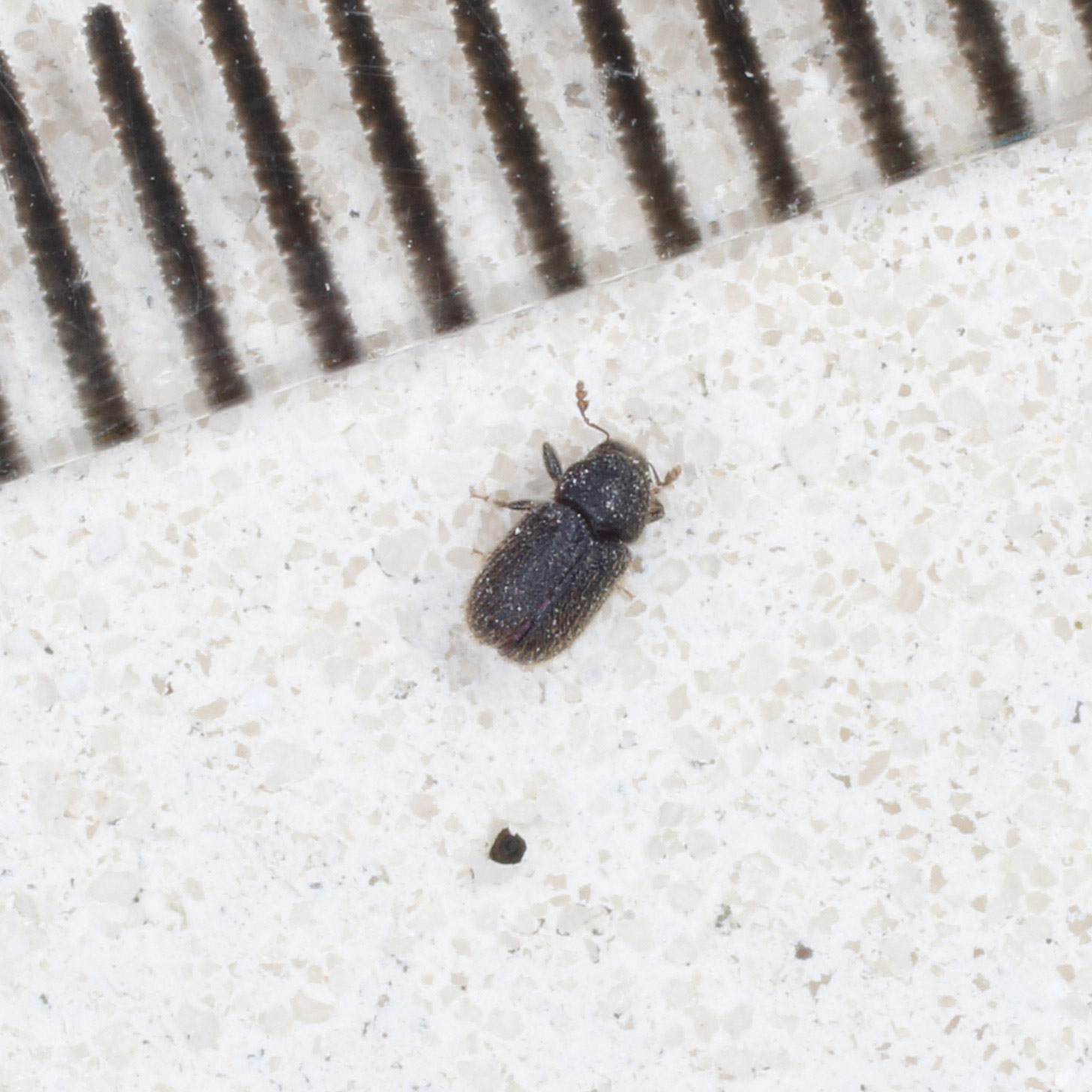 Curculionidae Scolytinae da identificare